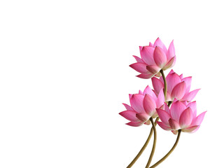 Wall Mural -  Lotus flower on white background