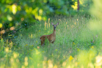 Whitetail deer framed by leaves. 