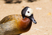 Dendrocygna Viduata Duck With Gray Bill.Beautifully Colored Brown And Chest Duck With Black And White Head And Brown Eyes. White Faced Whistling Duck