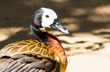 Vibrant Brown And Chestnut Colored White Faced Whistling Duck With A Blurred Background