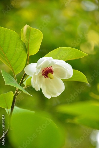 オオヤマレンゲ 大山蓮華 Magnolia Sieboldii K Koch Subsp Japonica の花咲く Buy This Stock Photo And Explore Similar Images At Adobe Stock Adobe Stock オオヤマレンゲ 大山蓮華 Magnolia Sieboldii K Koch Subsp Japonica の花咲く Buy This Stock Photo And Explore Similar Images At Adobe Stock Adobe Stock