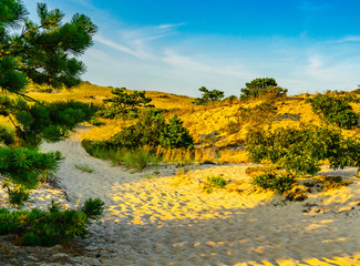 Sand Dunes and Grass of the Provincelands Cape Cod MA US.