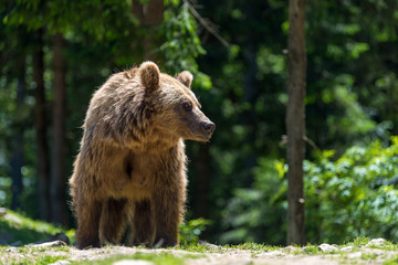 Sticker - European brown bear in a forest landscape