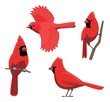 Bird Poses Northern Cardinal Vector Illustration