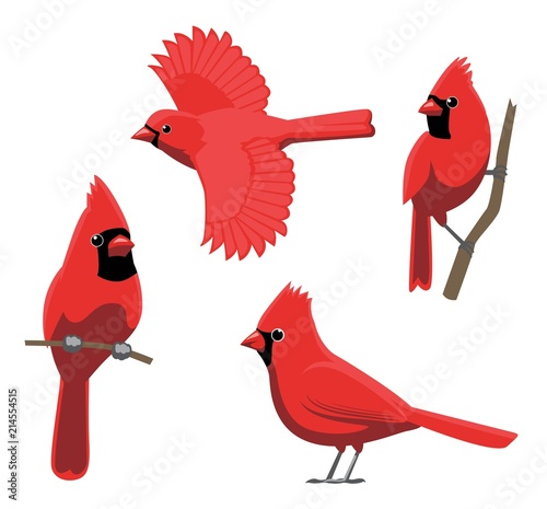Cuadros en Lienzo Bird Poses Northern Cardinal Vector Illustration