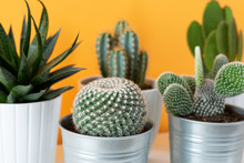 Collection Of Various Cactus And Succulent Plants In Different Pots. Potted Cactus House Plants On White Shelf Against Pastel Mustard Colored Wall.