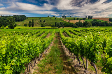 Poster - Vineyards at sunset. Gascony, France