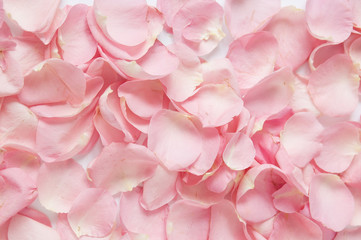 pink rose petals