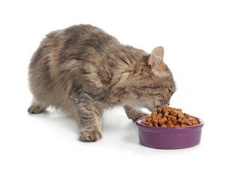 Canvas Print - Cute cat eating from bowl on white background