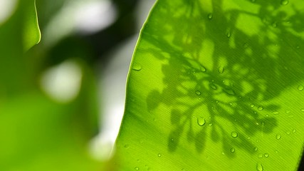 Canvas Print - movement of shadow on fern leaf