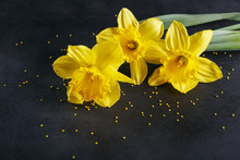 Three Yellow Narcissus On Dark Background.