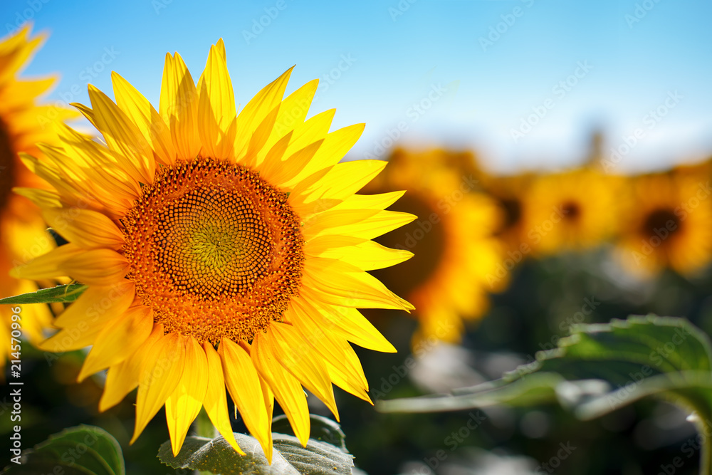 Beautiful field of sunflowers. Rural landscapes under bright sunlight. Background of ripening sunflower. Rich harvest. - obrazy, fototapety, plakaty 