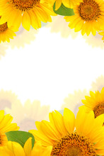 Frame Of Sunflowers On A White Background. Background With Copy Space.