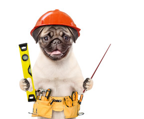 Poster - Dog worker in hard hat with tool belt and spirit level pointin away on empty space. Isolated on white background