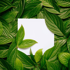 Aufkleber - Creative layout composition frame of juicy dark green leaves with beautiful texture with paper card note, macro. Flat lay. Nature concept, copy space.