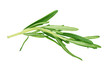 Rosemary branch on a white background