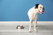 © Pixel-Shot - Cute funny dog and bowl with food near color wall