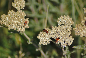 Insetti in montagna