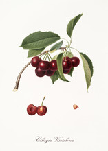 Purplish Succulents Cherries On Single Little Branch With Leaves And Single Fruit Section With Kernel Isolated On White Background. Old Botanical Illustration By Giorgio Gallesio On 1817, 1839
