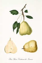 Single Green Pear With A Little Part Of Branch And Leaves And Isolated Fruit Section On White Background. Old Botanical Detailed Illustration By Giorgio Gallesio On 1817, 1839