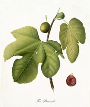 Little Green Fig On Its Branch With A Large Fig Leaf And Interior Section Of The Fruit. Isolated Elements Over White Background. Old Botanical Illustration By Giorgio Gallesio Published In 1817, 1839