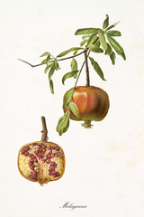 Wall Mural - orange pomegranate hanging from its branch and interior section of the fruit. Isolated elements over white background. Old detailed botanical illustration by Giorgio Gallesio published in 1817, 1839