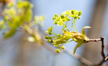 Beautiful Spring Time Floral Background. Blooming Maple Tree Branch, Yellow Flowers And Fresh Leaves Close-up. Selective Focus