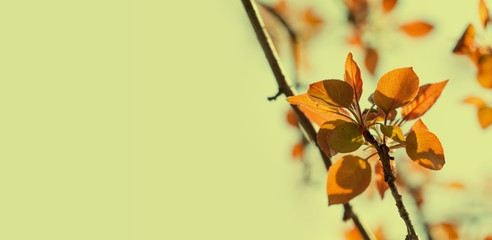 Wall Mural - Beautiful spring time floral background. Malus apple tree branch with red leaves. Soft focus garden landscape photography. copy space