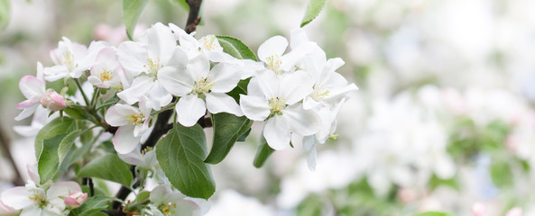 Wall Mural - Apple tree flowers blossom macro view. Blossoming white pink petals fruit tree branch, tender blurred bokeh background. Shallow depth of field, copy space.