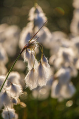 Wall Mural - a beautiful closeup of a white cottongrass heads growing in a natural habitat of swamp. natural clos