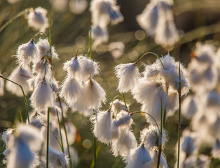 Wall Mural - a beautiful closeup of a white cottongrass heads growing in a natural habitat of swamp. natural clos