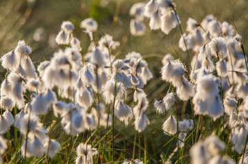 Wall Mural - a beautiful closeup of a white cottongrass heads growing in a natural habitat of swamp. natural clos