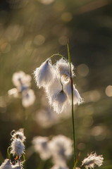 Wall Mural - a beautiful closeup of a white cottongrass heads growing in a natural habitat of swamp. natural clos