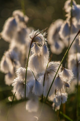Wall Mural - a beautiful closeup of a white cottongrass heads growing in a natural habitat of swamp. natural clos