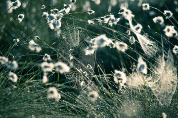 Wall Mural - a beautiful closeup of a white cottongrass heads growing in a natural habitat of swamp. natural clos