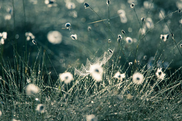 Wall Mural - a beautiful closeup of a white cottongrass heads growing in a natural habitat of swamp. natural clos