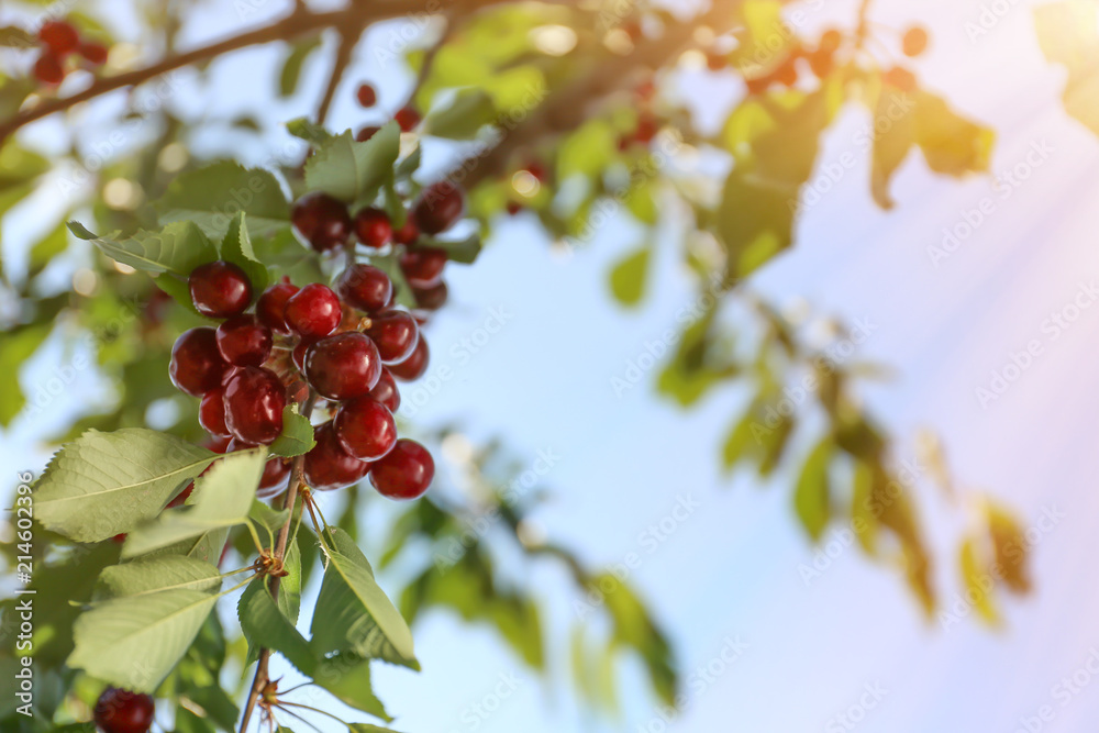 Branch with cherry berries in garden on sunny day