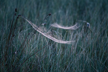 Wall Mural - a beautiful closeup of a spider liwing in the swamp. spaider nets in wetlands in an early morning in