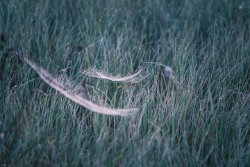 Wall Mural - a beautiful closeup of a spider liwing in the swamp. spaider nets in wetlands in an early morning in