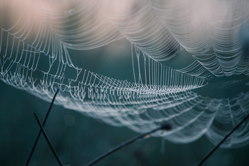 Wall Mural - a beautiful closeup of a spider liwing in the swamp. spaider nets in wetlands in an early morning in