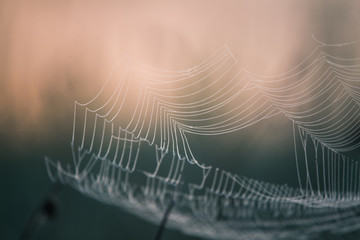 Wall Mural - a beautiful closeup of a spider liwing in the swamp. spaider nets in wetlands in an early morning in