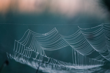 Wall Mural - a beautiful closeup of a spider liwing in the swamp. spaider nets in wetlands in an early morning in