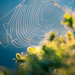 Wall Mural - a beautiful closeup of a spider liwing in the swamp. spaider nets in wetlands in an early morning in