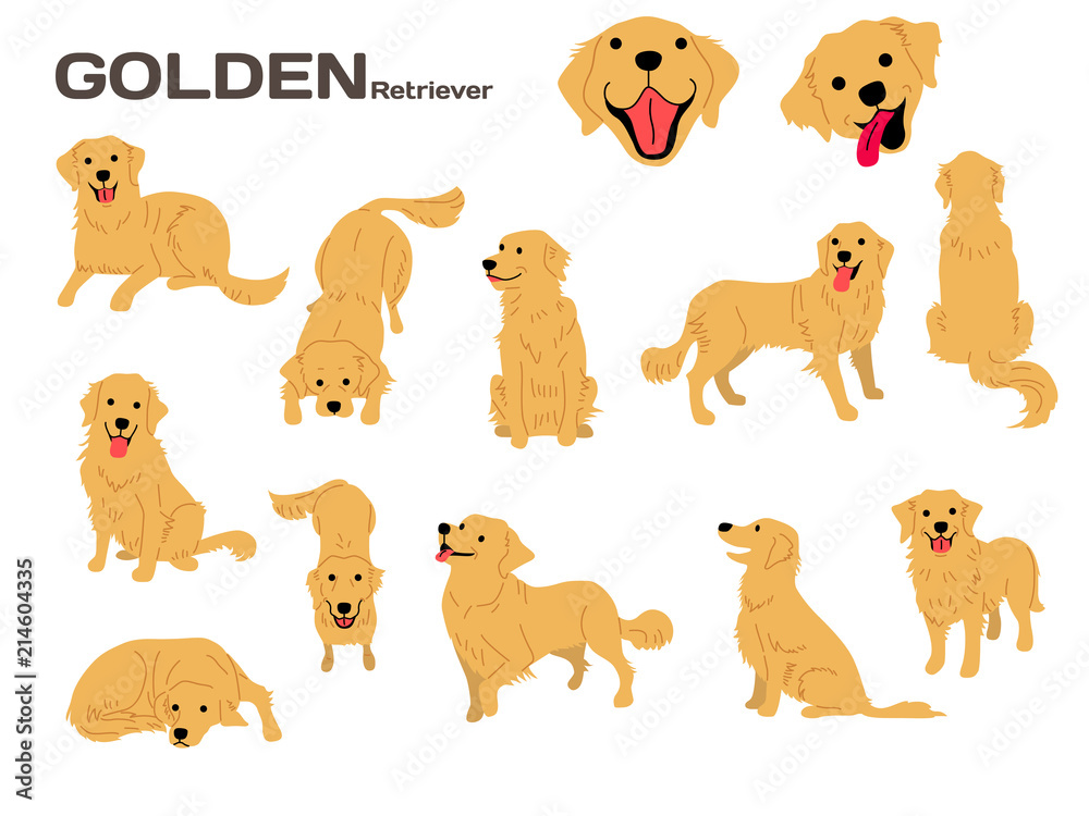 golden retriever,dog in action,happy dog - obrazy, fototapety, plakaty 
