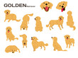golden retriever,dog in action,happy dog