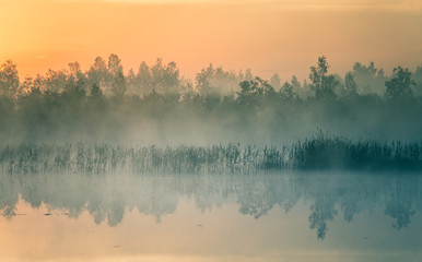 Wall Mural - a beautiful, colorful landscape of a misty swamp during the sunrise. atmospheric, tranquil wetland s
