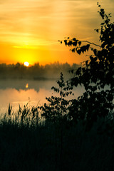Wall Mural - a beautiful, colorful landscape of a misty swamp during the sunrise. atmospheric, tranquil wetland s