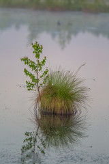 Wall Mural - a beautiful swamp landscape during the sunrise in an early spring morning in latvia, northern europe