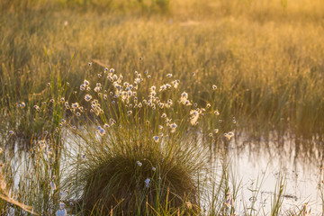 Wall Mural - a beautiful swamp landscape during the sunrise in an early spring morning in latvia, northern europe