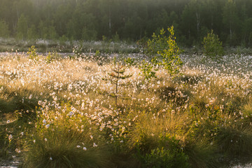 Wall Mural - a beautiful swamp landscape full of cottongrass flowers in morning. spring scenery of wetlands in la